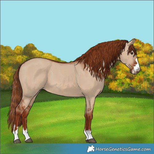Horse Color:Red Dun 