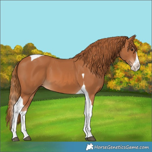 Horse Color:Chestnut Splash Tobiano 