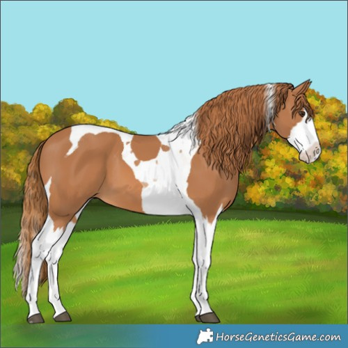 Horse Color:Chestnut Splash Tobiano 