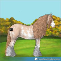 Horse Color:Gold Champagne Sabino