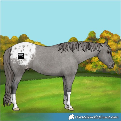 Horse Color:Grullo Appaloosa 
