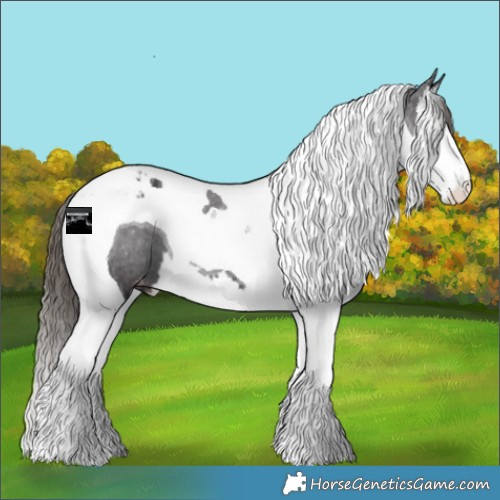 Horse Color:Smoky Black Splash Tobiano Appaloosa 