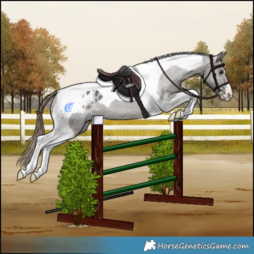 Horse Color:Smoky Grullo Tobiano Appaloosa 
