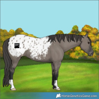 Horse Color:Grullo Appaloosa
