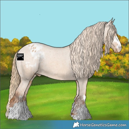 Horse Color:Red Dun Appaloosa 