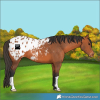 Horse Color:Bay Appaloosa 