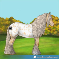Horse Color:Palomino Dun Appaloosa 