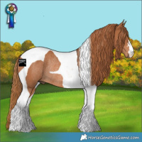 Horse Color:Chestnut Tobiano Rabicano 