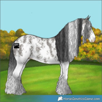 Horse Color:Grullo Sabino Rabicano