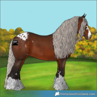 Horse Color:Gray Silver Bay Varnish 