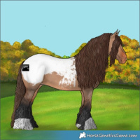 Horse Color:Bay Dun Appaloosa 