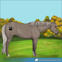Horse Color:Silver Grullo 