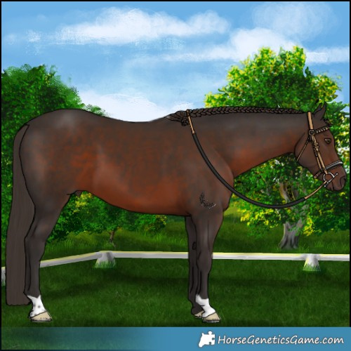 Horse Color:Liver Chestnut 