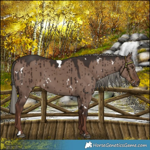 Horse Color:White Spotted Liver Red Dun Mushroom Brindle 
