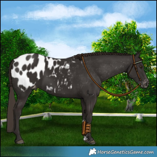 Horse Color:Liver Chestnut Appaloosa 