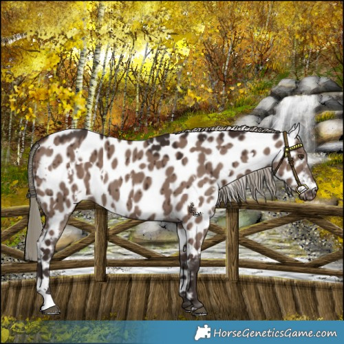 Horse Color:White Spotted Liver Red Dun Mushroom Appaloosa Brindle 
