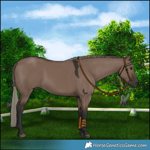 Horse Color:Liver Red Dun Mushroom