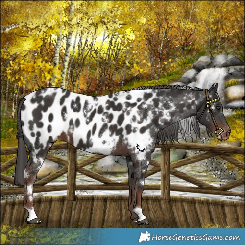 Horse Color:White Spotted Liver Chestnut Appaloosa 