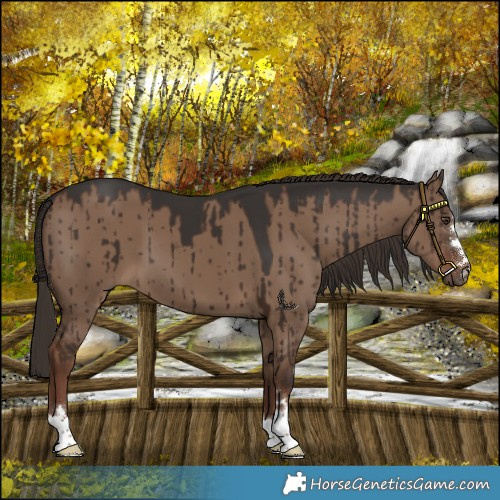Horse Color:Liver Red Dun Brindle 