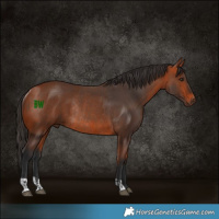 Horse Color:Bay Rabicano  and Bay Rabicano 
