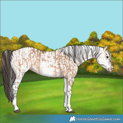 Horse Color:White Spotted Bay Dun Rabicano  and White Spotted Bay Dun Rabicano 