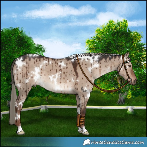 Horse Color:White Spotted Liver Red Dun Mushroom Brindle