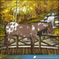 Horse Color:White Spotted Liver Red Dun Varnish Brindle