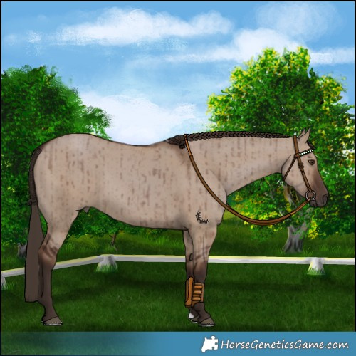 Horse Color:Liver Red Dun Brindle