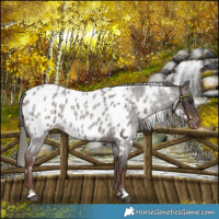 Horse Color:White Spotted Liver Red Roan Mushroom Appaloosa
