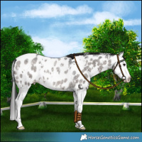 Horse Color:White Spotted Brown Roan Dun Mushroom Splash Near Leopard Brindle 