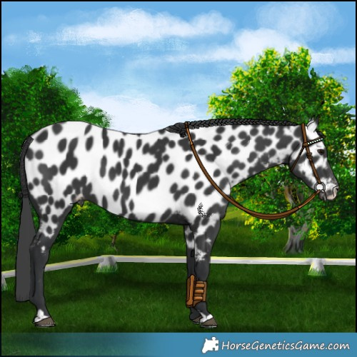 Horse Color:Black Appaloosa