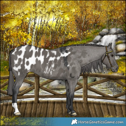 Horse Color:Grullo Appaloosa 