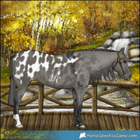Horse Color:Grullo Blanket 