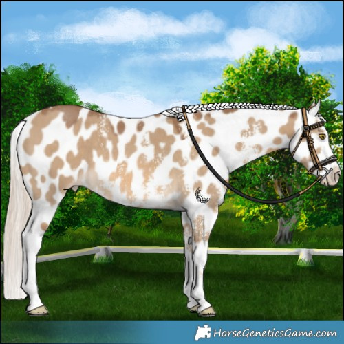 Horse Color:Chocolate Palomino Dun Sabino Near Leopard 