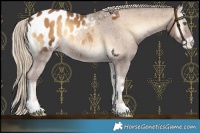 Horse Color:Chocolate Palomino Onyx Appaloosa 