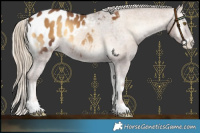 Horse Color:Chocolate Palomino Onyx Blanket 