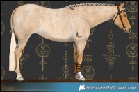 Horse Color:Palomino Roan Rabicano 