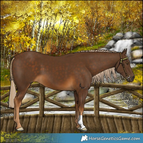 Horse Color:Chocolate Palomino 