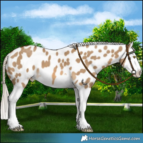 Horse Color:Chocolate Palomino Dun Splash Near Leopard Brindle 