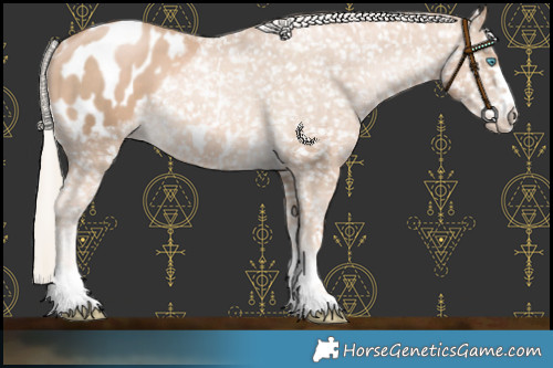 Horse Color:Chocolate Palomino Pearl Appaloosa 