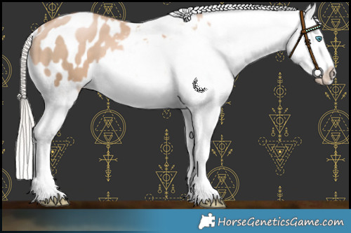 Horse Color:Chocolate Palomino Pearl Appaloosa 