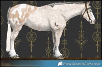 Horse Color:Chocolate Palomino Pearl Appaloosa 