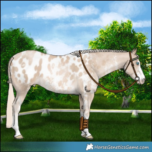 Horse Color:Chocolate Palomino Pearl Sabino Appaloosa