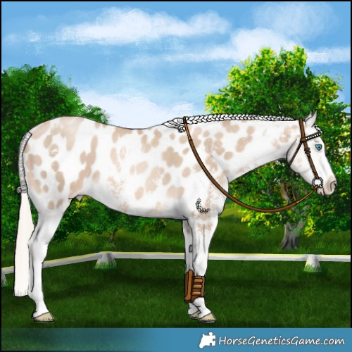Horse Color:Chocolate Palomino Pearl Sabino Blanket 