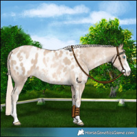 Horse Color:Chocolate Palomino Pearl Sabino Appaloosa 