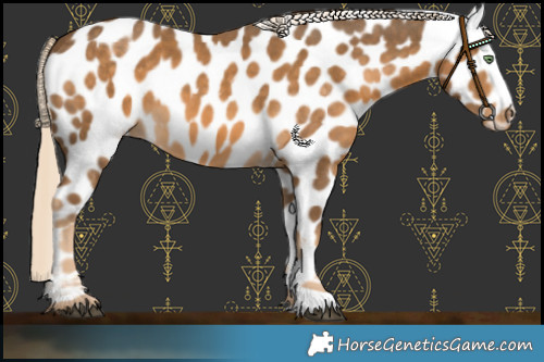 Horse Color:Chocolate Palomino Appaloosa