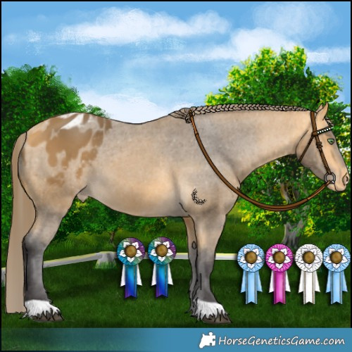 Horse Color:Buckskin Appaloosa 