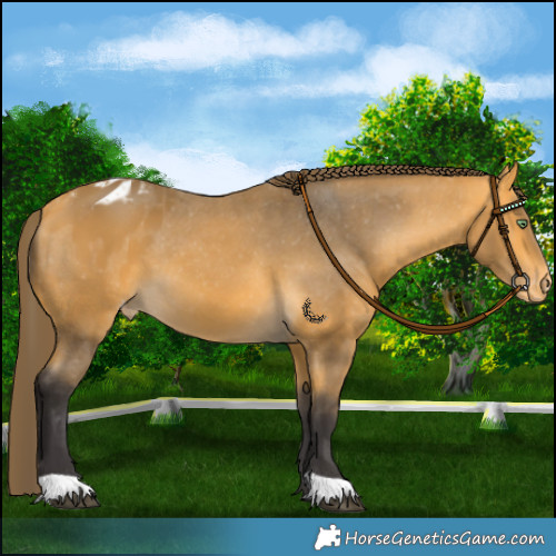Horse Color:Buckskin Appaloosa
