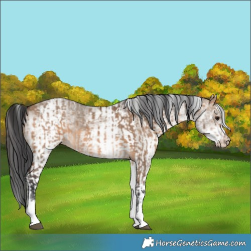 Horse Color:White Spotted Brown Dun Rabicano  and White Spotted Brown Dun Rabicano 