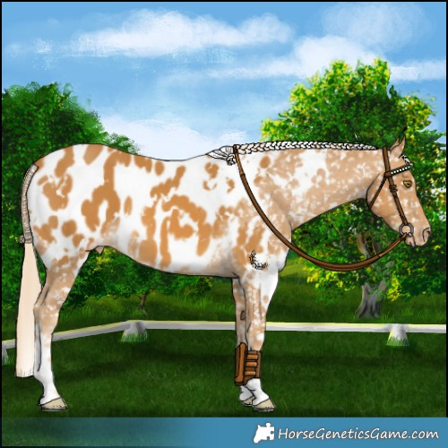 Horse Color:White Spotted Palomino Appaloosa